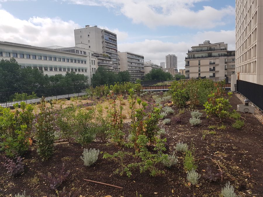 Une toiture végétalisée, AMO Biodiversité - Italik