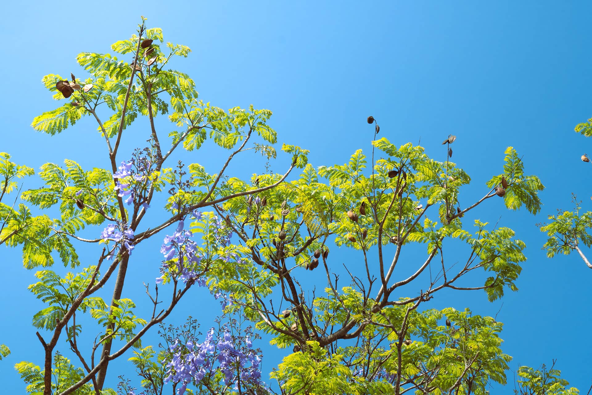 Des arbres et du ciel bleu