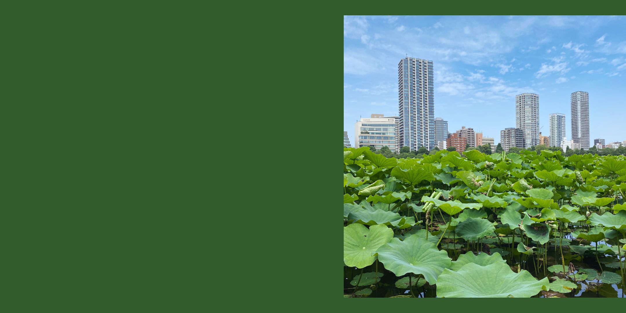 La ville avec des grands buildings et la nature