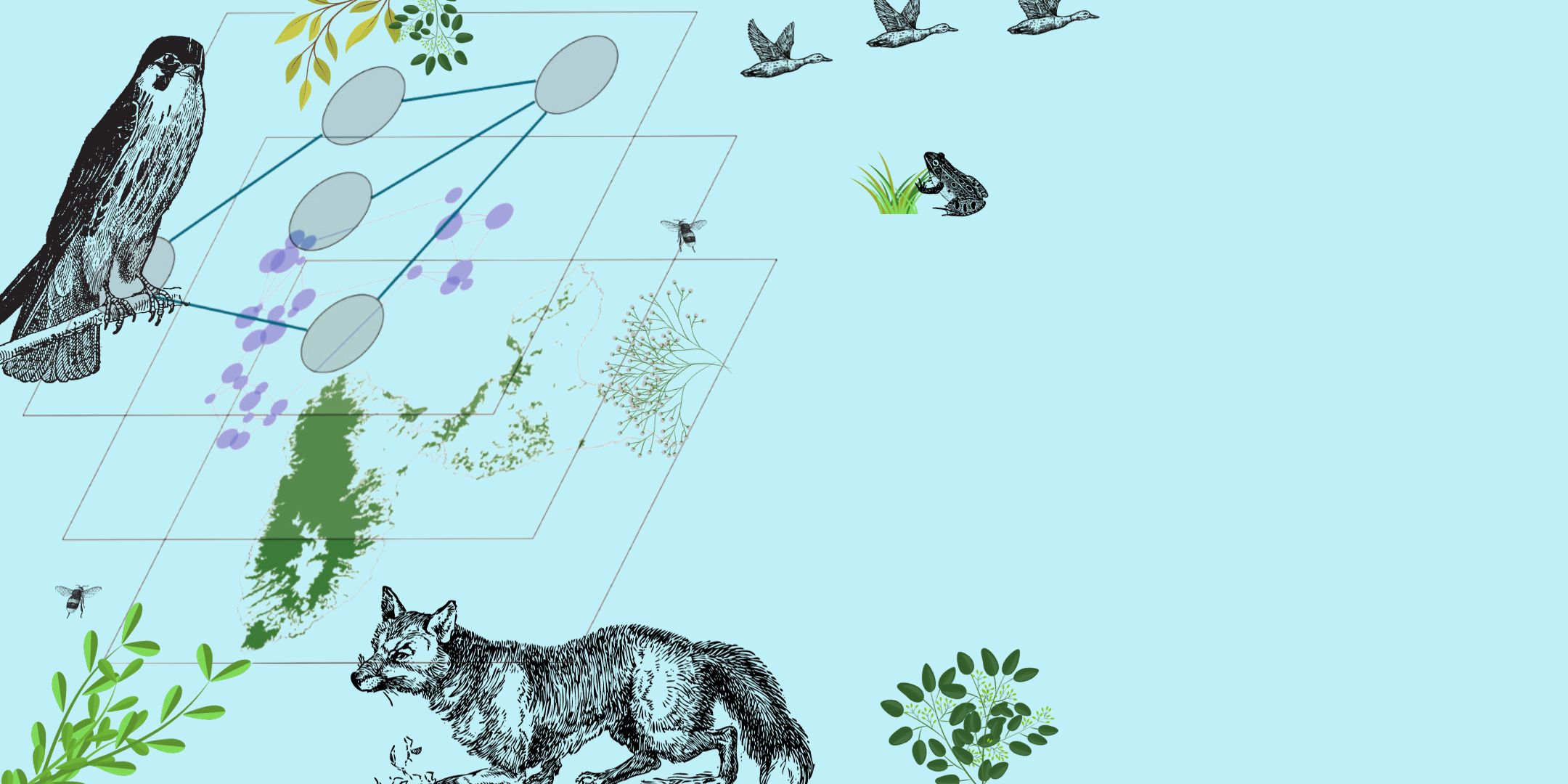 Les connectivités écologiques