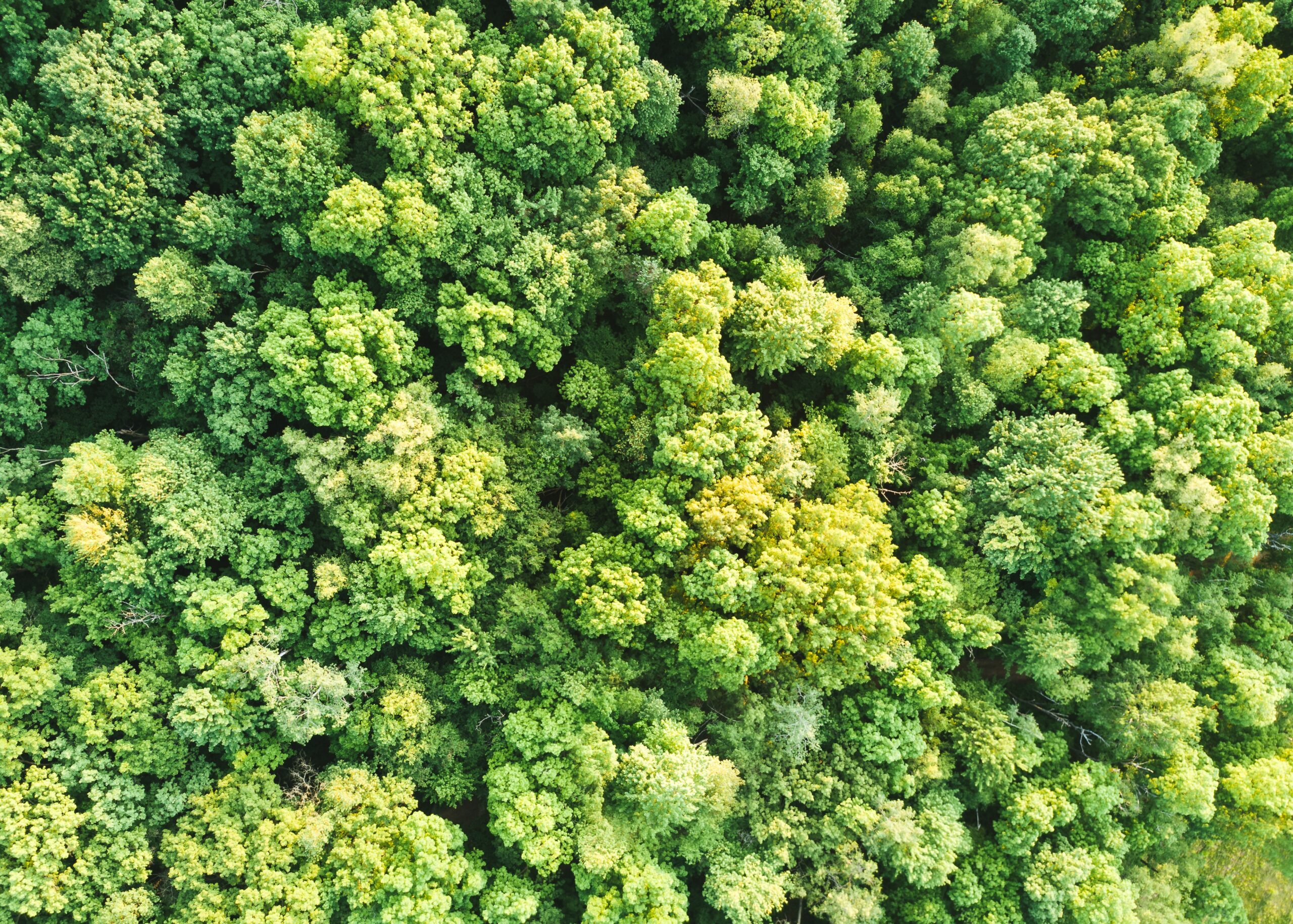 Une forêt vue du dessus